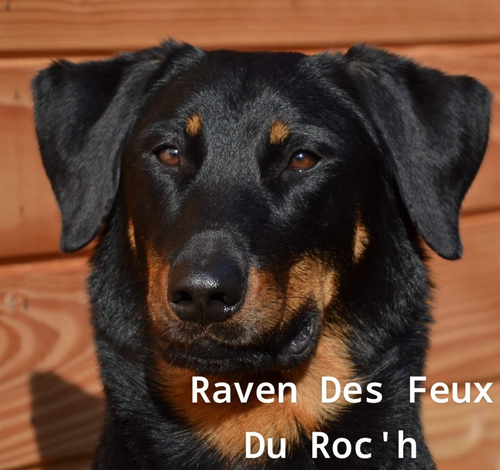 Raven Des Feux Du Roc'h
