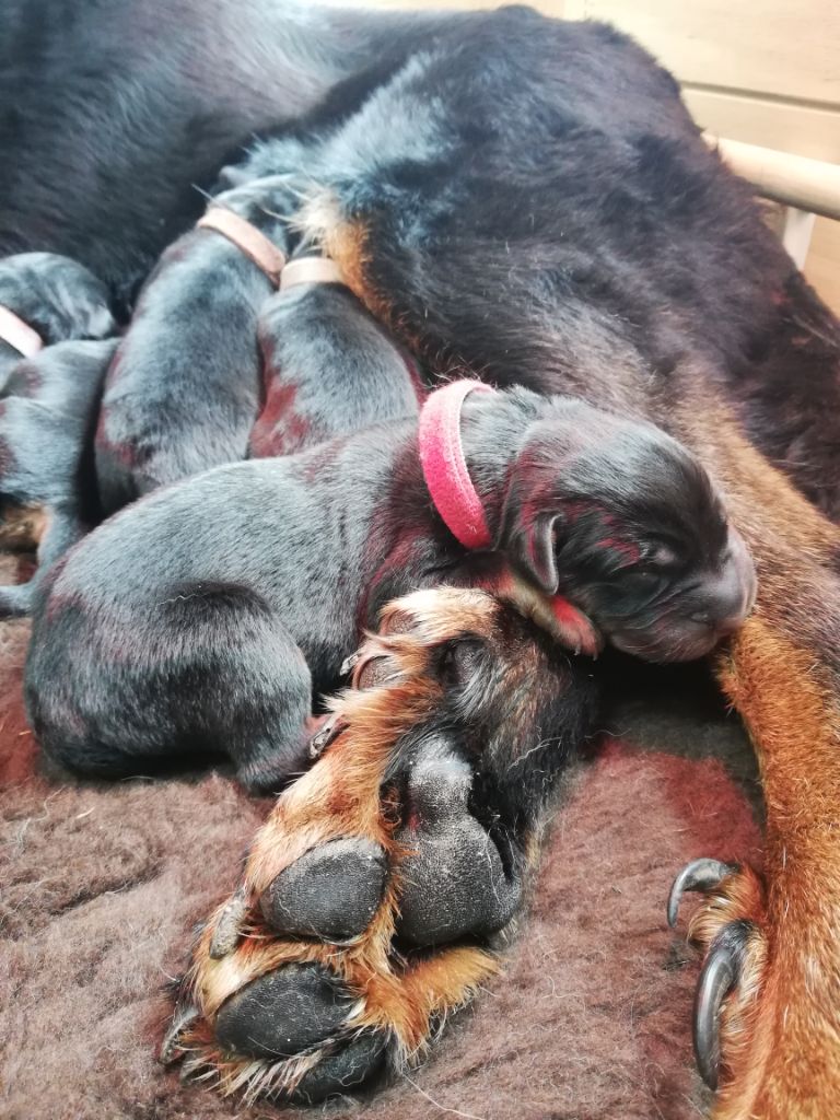 Chiots portée 2020