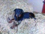 Chiots portée 2019 aujourd'hui 