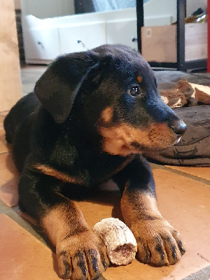 CHIOT