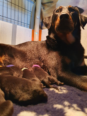 CHIOT 8