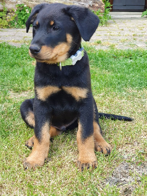 CHIOT