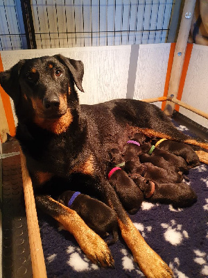 CHIOT 7