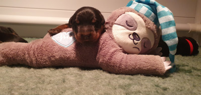 Chiot N°3