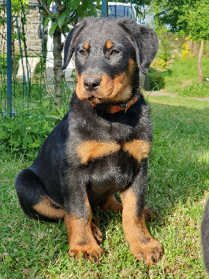 CHIOT