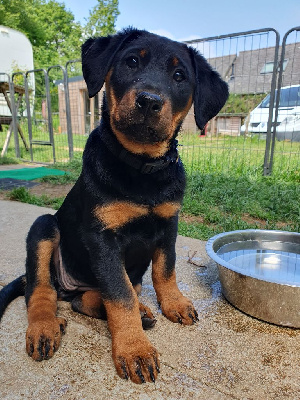 CHIOT