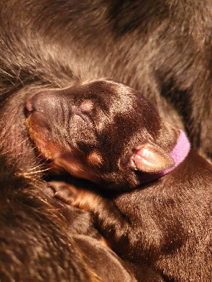CHIOT 5