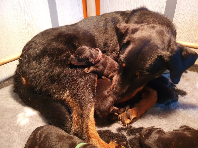 CHIOT 2
