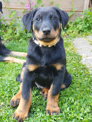 CHIOT