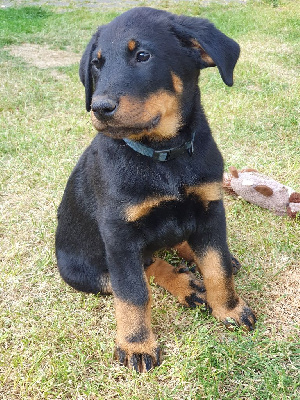 CHIOT