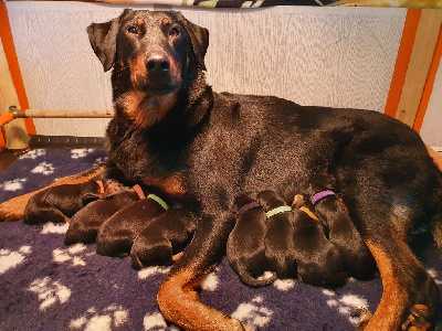 CHIOT 4