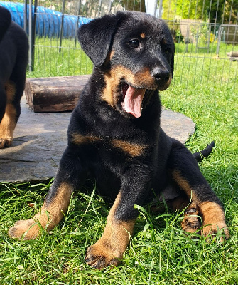 CHIOT