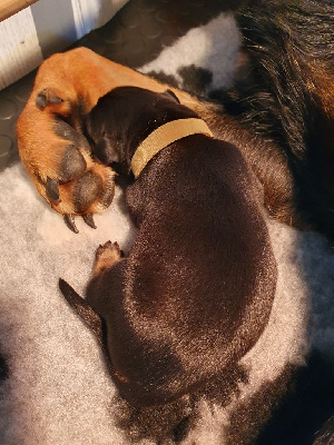 CHIOT 9