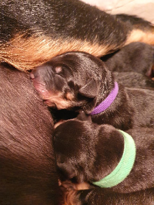 CHIOT 6