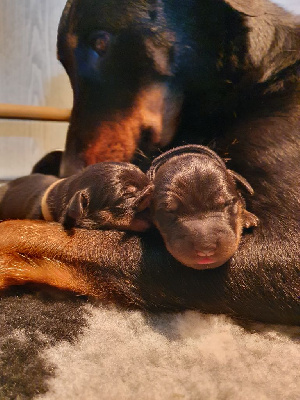 CHIOT 1