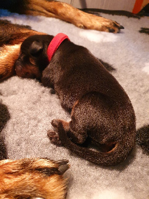 CHIOT 3