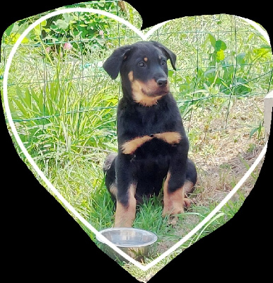 CHIOT